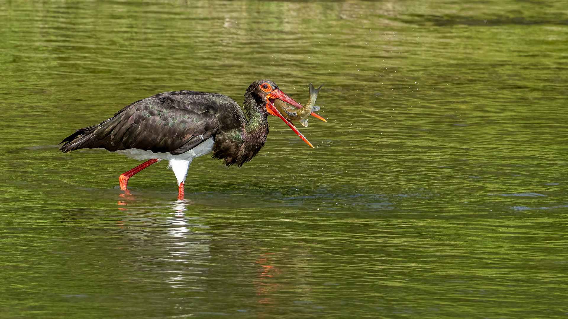Black Stork